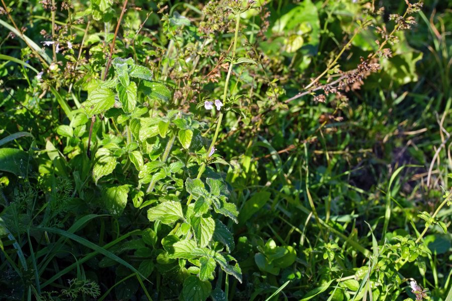 Clinopodium nepeta [considerazioni su ssp.] (Lamiaceae)